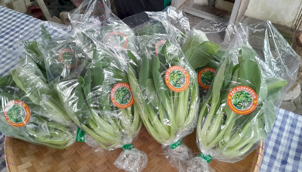 Foto Hasil Panen Pakcoy Kelompok Tani ABC Hidroponik
